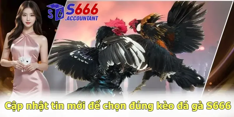 Cập nhật tin mới để chọn đúng kèo đá gà S666