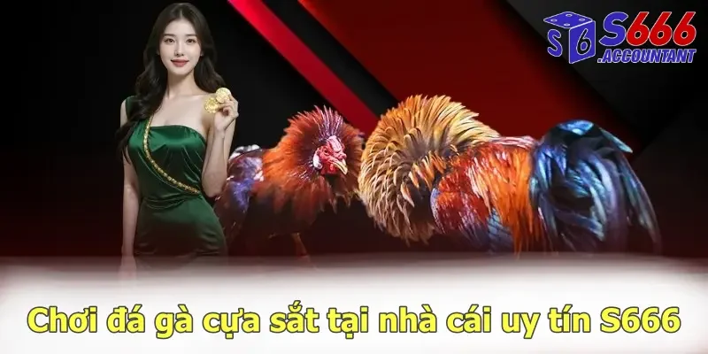 Chơi đá gà cựa sắt tại nhà cái uy tín S666